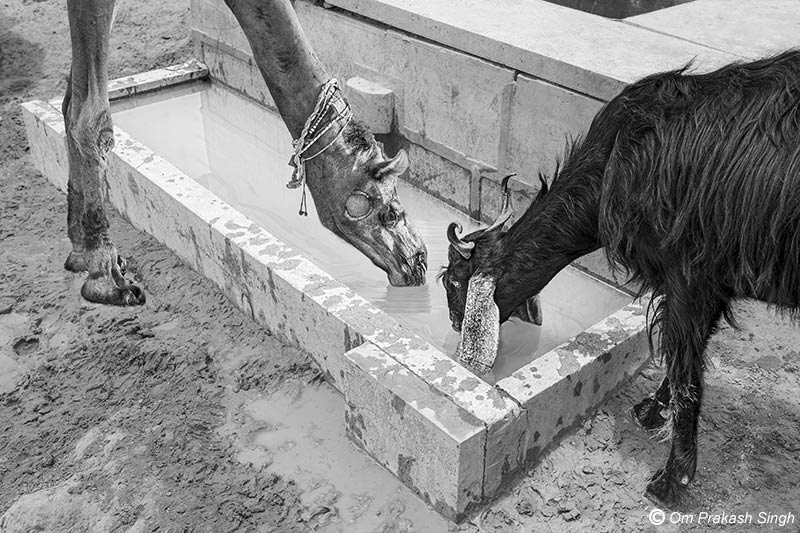Goat and camel drinking water together at a <em>kheli</em> in Viprasar - in  Netsi village, Thar Desert, Jaisalmer district, Rajasthan, India